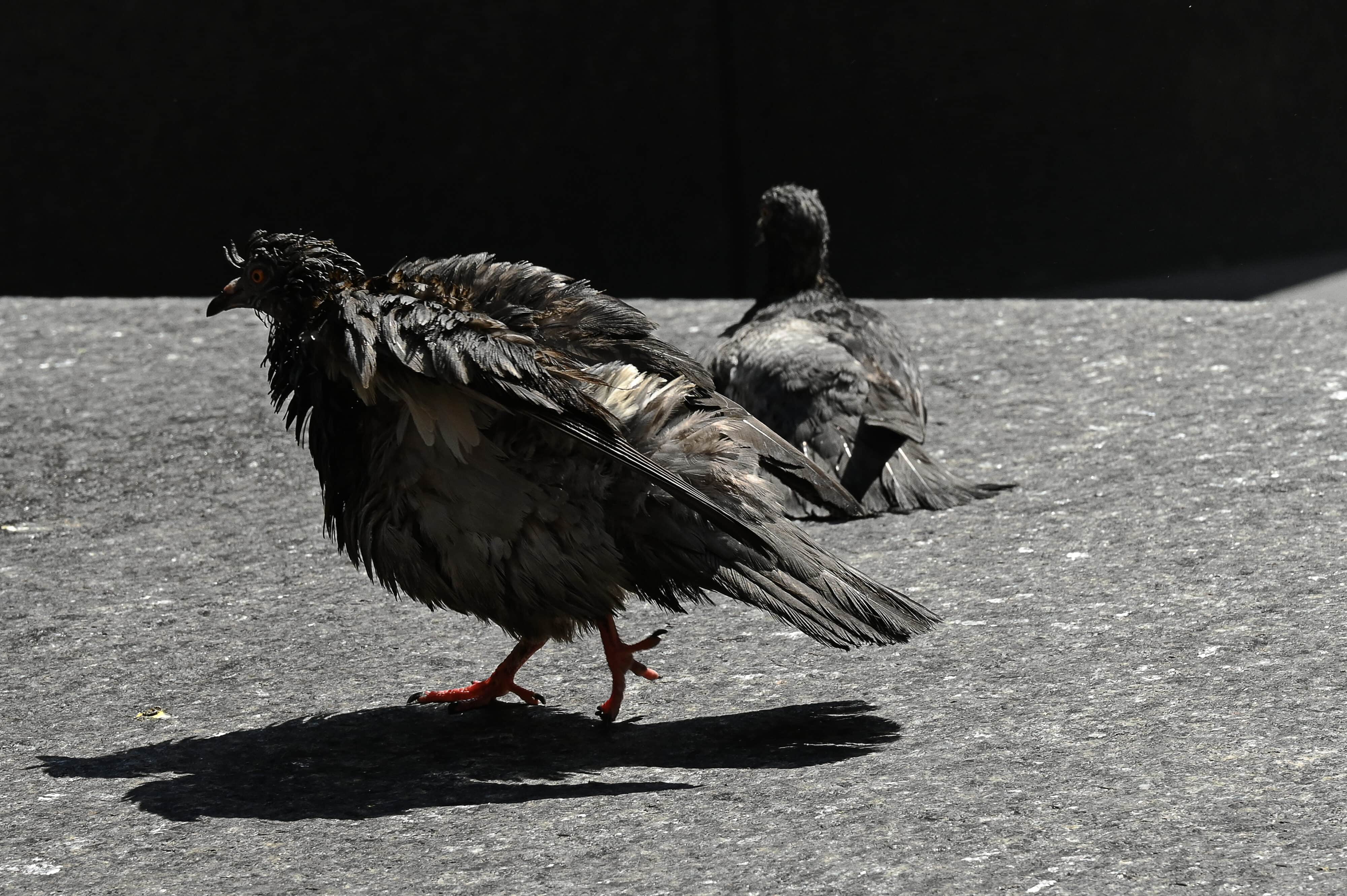 RBB_0399_Trat RBB_0399_Trat